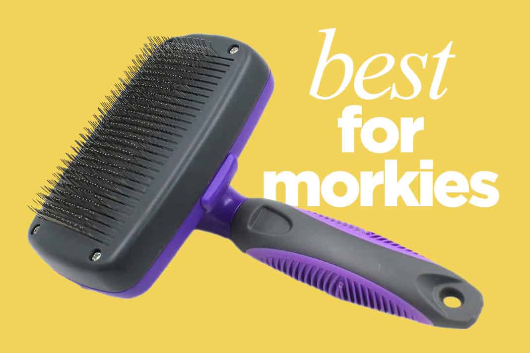 Morkie Brush