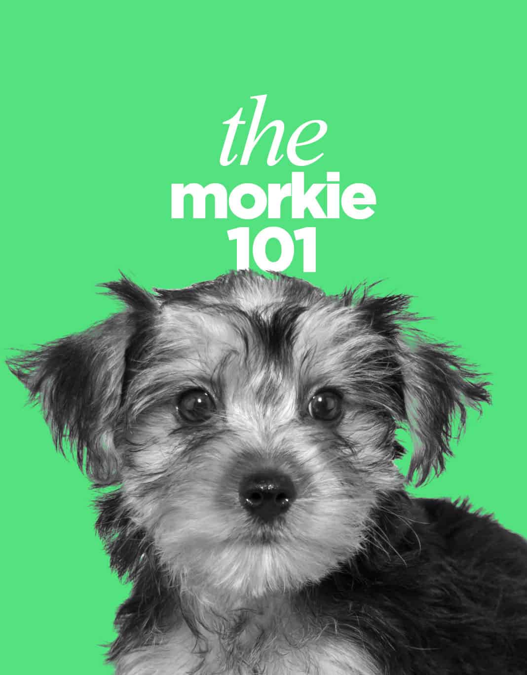 are morkies good family dogs