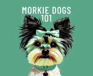 Morkie Dogs 101