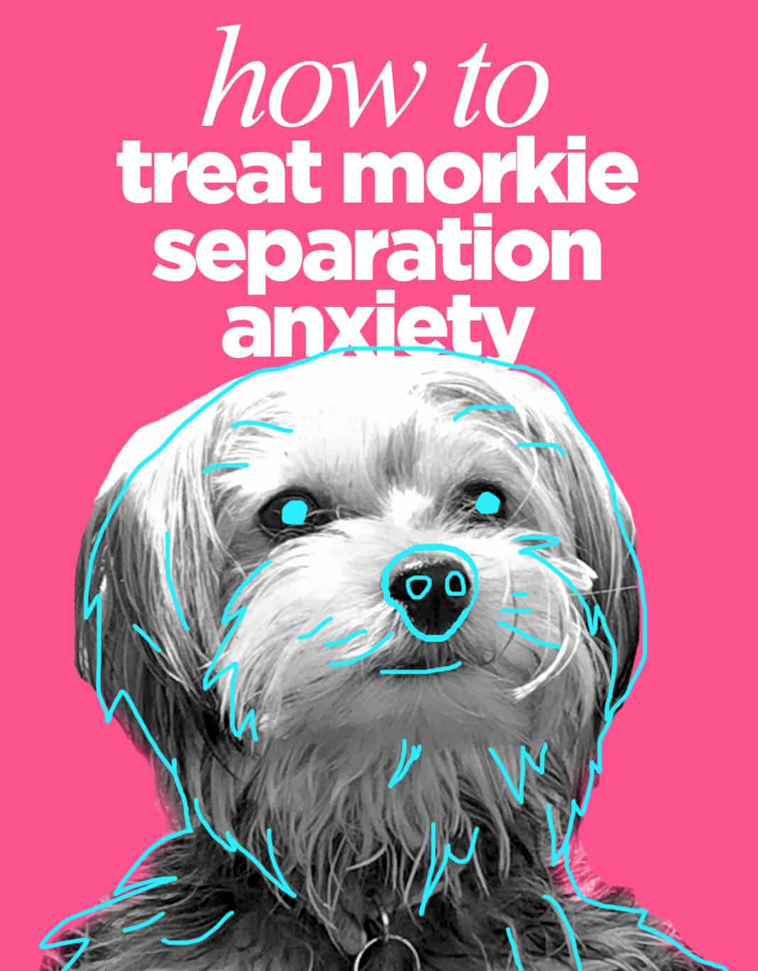 Treat Separation Anxiety In Morkies 