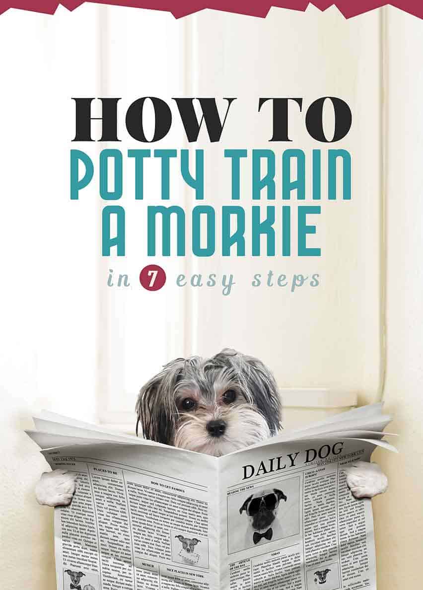 How To Potty Train A Morkie Puppy - In 